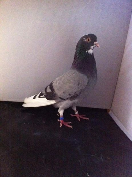 21268233_2006477149581993_1117353399_o - 3 jucatori si zburatori