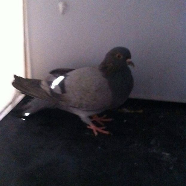  - 3 jucatori si zburatori