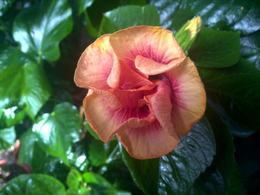 WIN_20170831_121249 - Tahitian Lovely