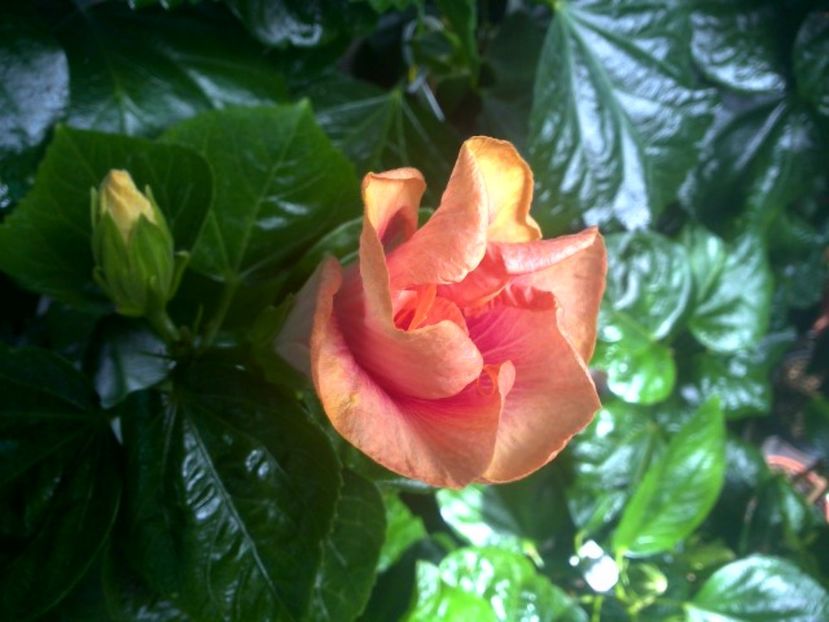 WIN_20170831_121256 - Tahitian Lovely