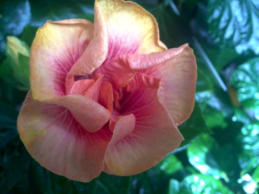 WIN_20170831_121302 - Tahitian Lovely