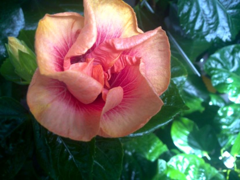 WIN_20170831_121311 - Tahitian Lovely