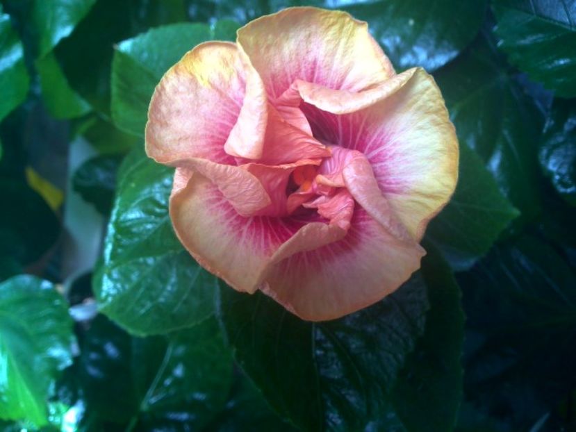 WIN_20170831_121321 - Tahitian Lovely