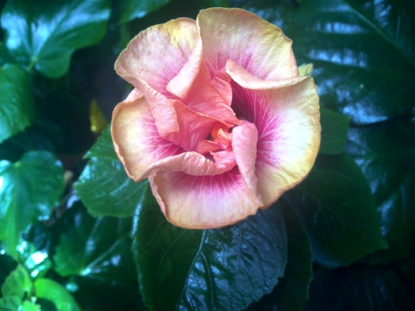 WIN_20170831_121326 - Tahitian Lovely