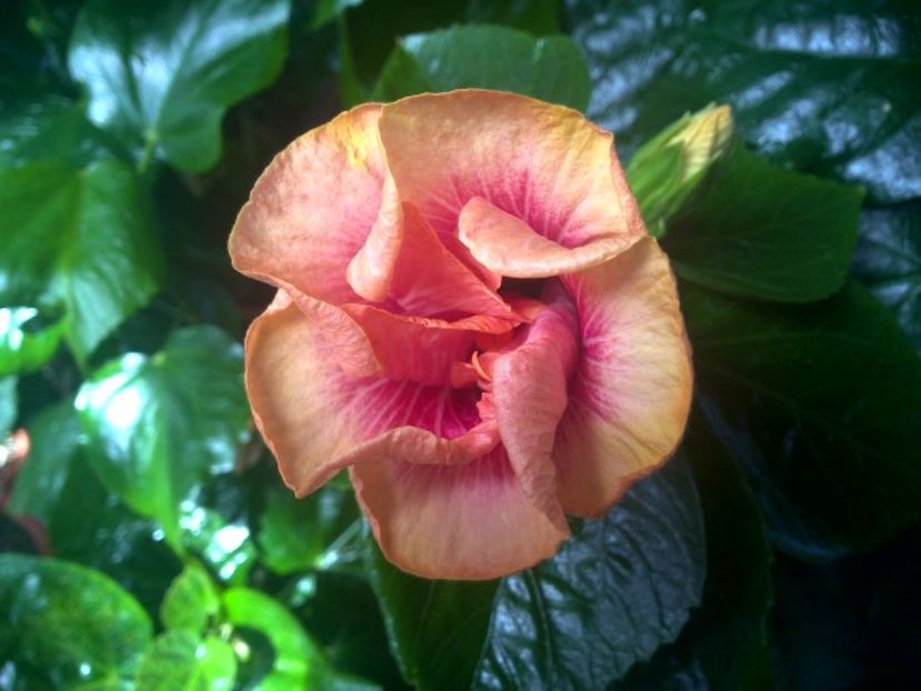 WIN_20170831_121328 - Tahitian Lovely