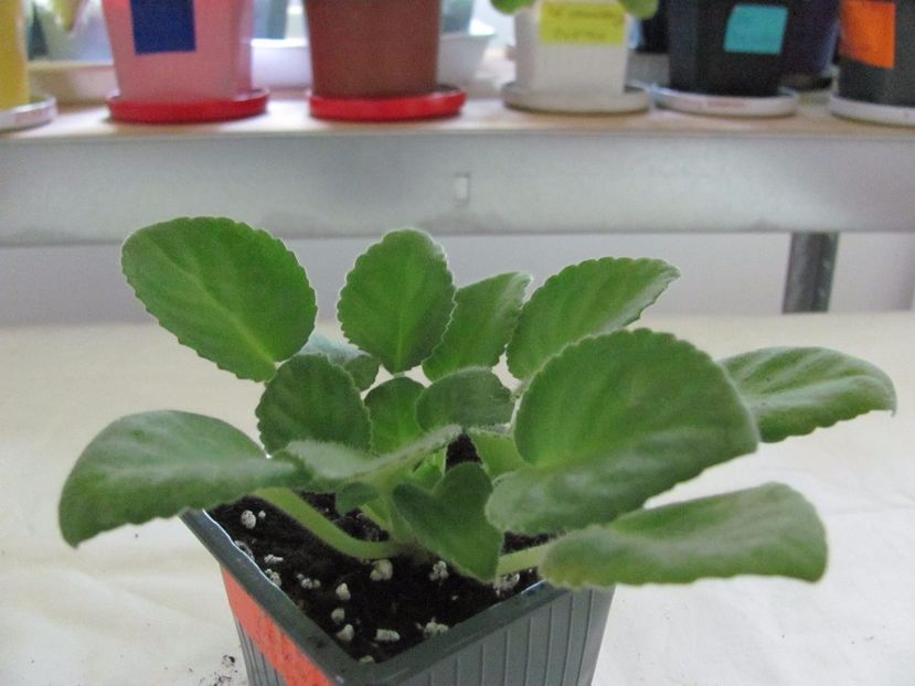  - N-Snezhnyi Georgin