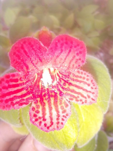 Kohleria rosie cu pete albe - plante de interior