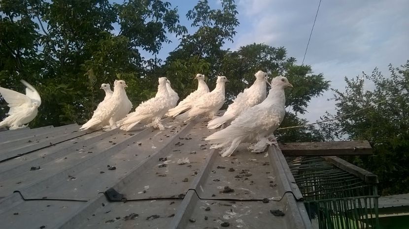  - creti francezi liberi