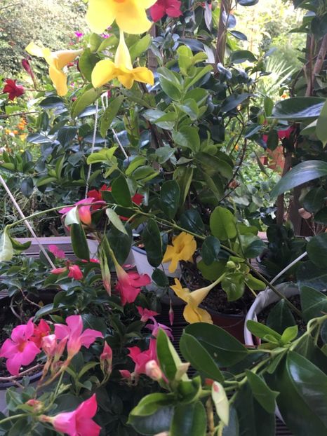  - Mandevilla 2017