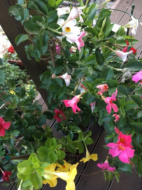  - Mandevilla 2017