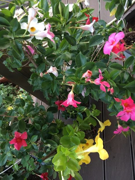  - Mandevilla 2017