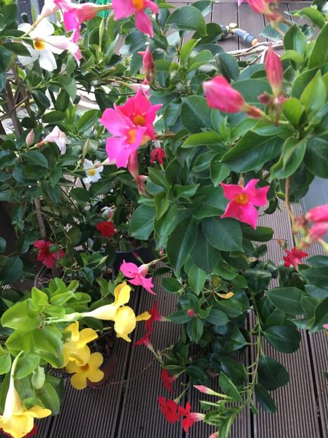  - Mandevilla 2017