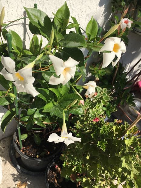  - Mandevilla 2017