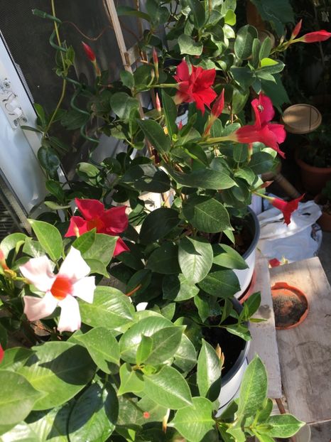  - Mandevilla 2017
