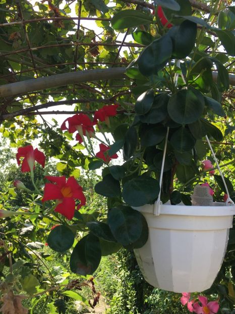  - Mandevilla 2017