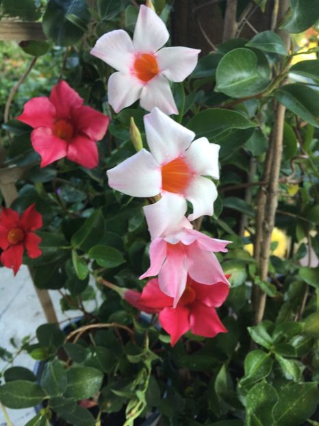  - Mandevilla 2017