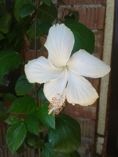 31.08.2017 - Dainty White sau Swan Lake