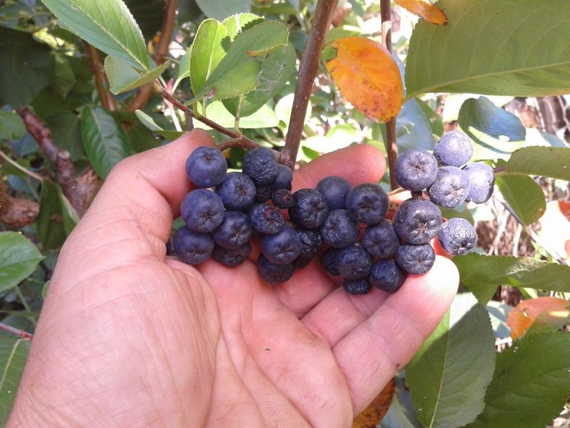 Aronia:12 leiplanta - 0 Arbusi fructiferi exotici 2017-2018