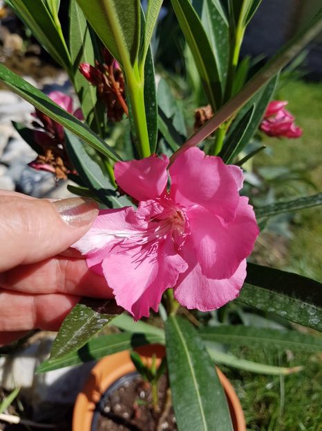 Necunoscutul parfumat are o floare roz cu o dunguta alba - August 2017