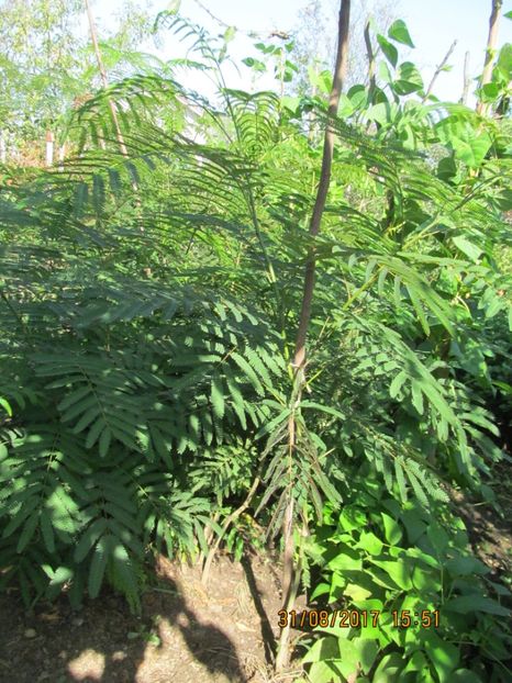  - mimoza pudica--de vinzare