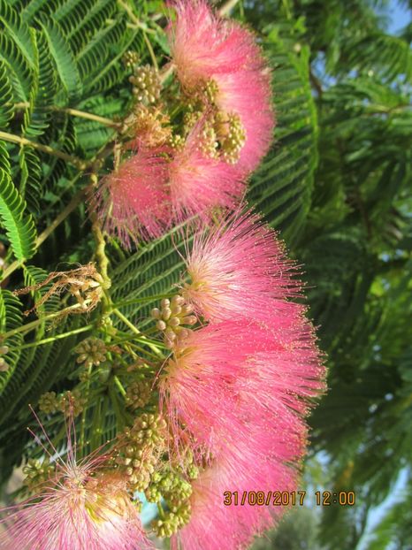  - mimoza pudica--de vinzare