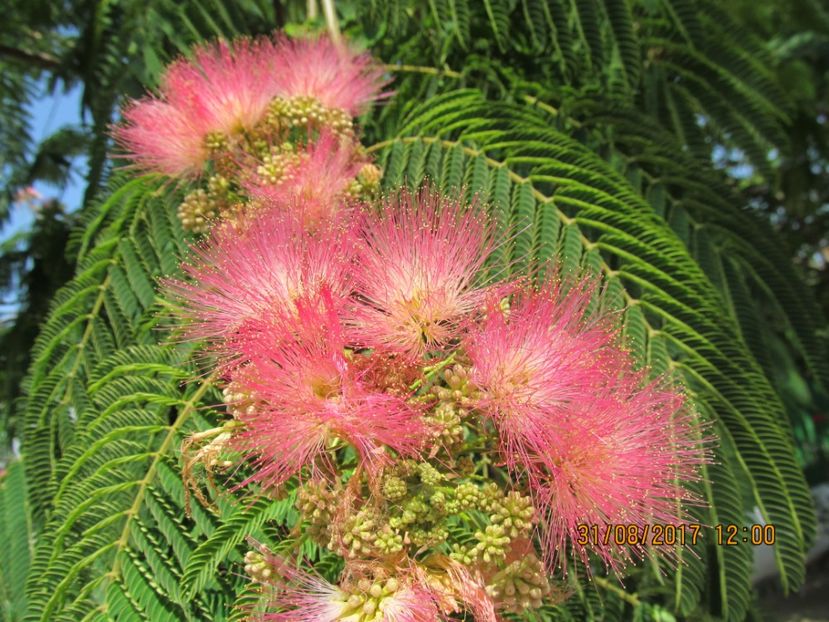  - mimoza pudica--de vinzare