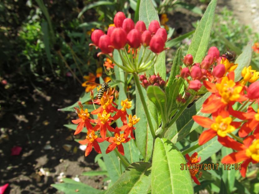  - mimoza pudica--de vinzare