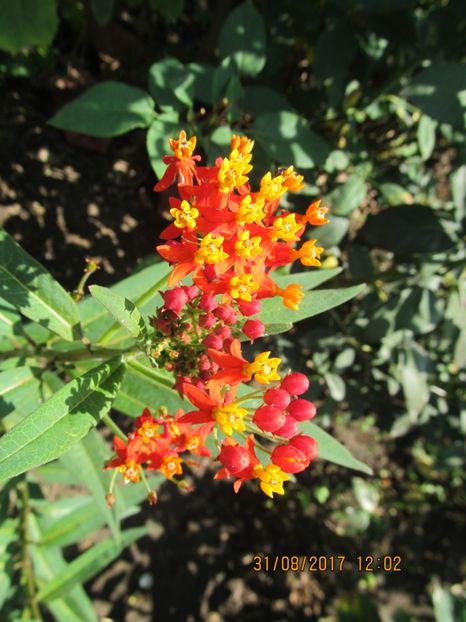  - mimoza pudica--de vinzare