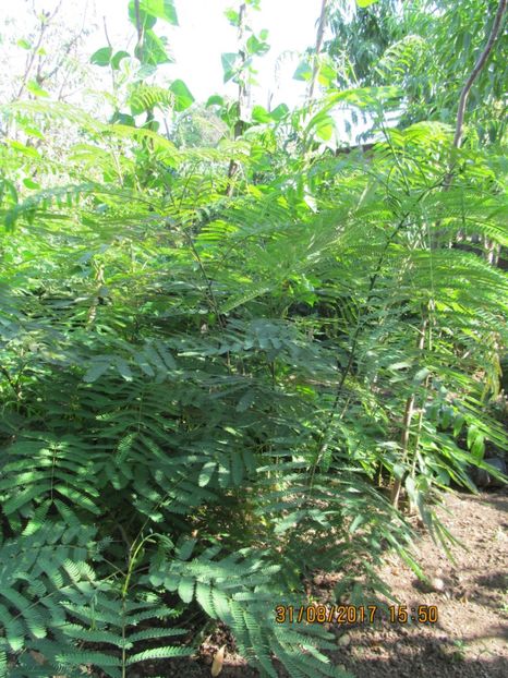  - mimoza pudica--de vinzare