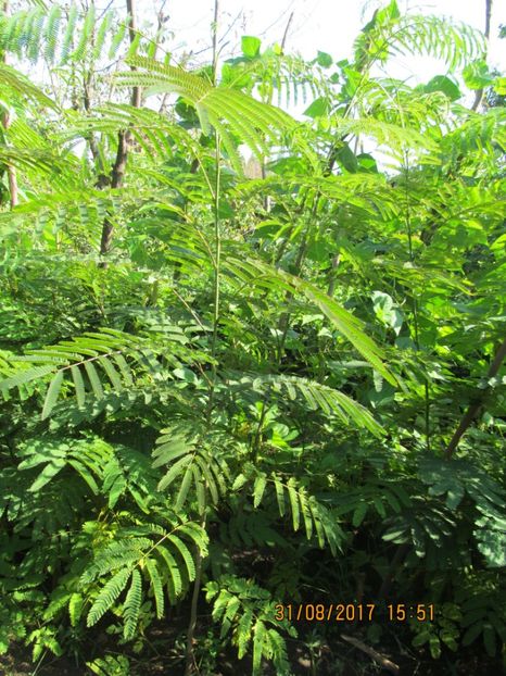  - mimoza pudica--de vinzare