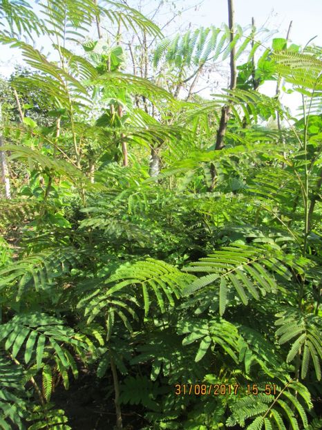  - mimoza pudica--de vinzare