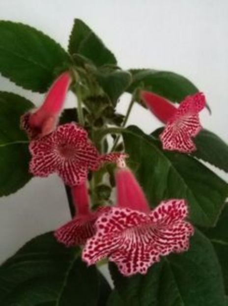 KPHLERIA --asa infloreste - provizoriu