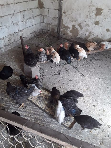 2017 - De prin curte