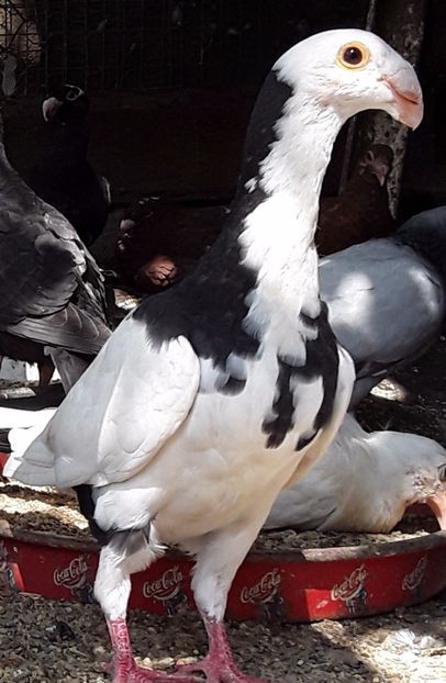 Mascul 2017 - Vanduti