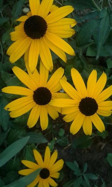 Rudbekia early bird gold 10lei perena - w Produse livrate