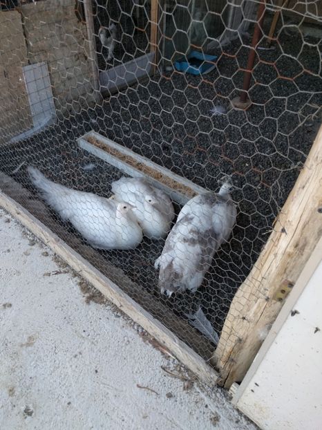  - P---PAUNI 2016-2018