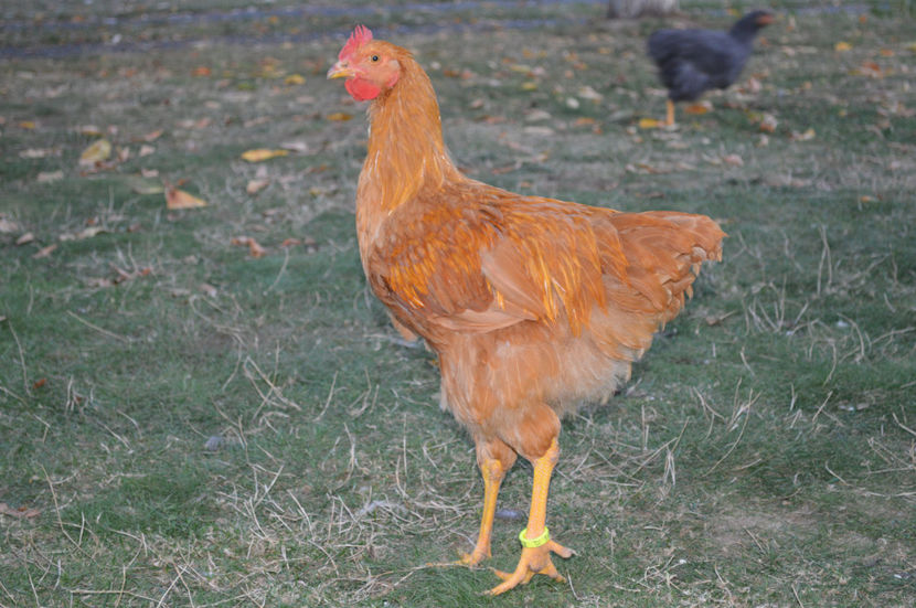  - PLYMOUTH ROCKS 2017