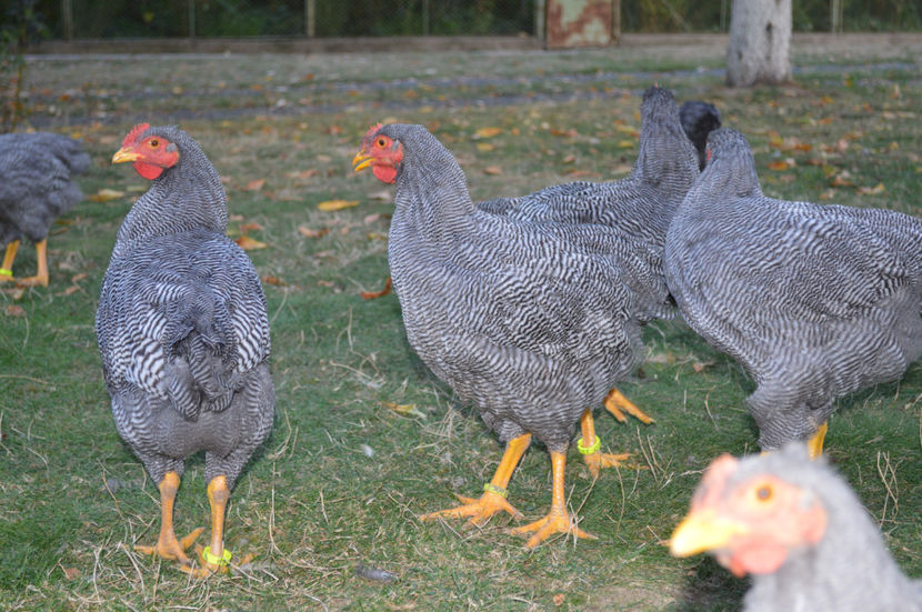  - PLYMOUTH ROCKS 2017