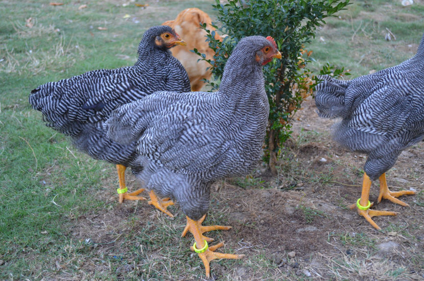  - PLYMOUTH ROCKS 2017