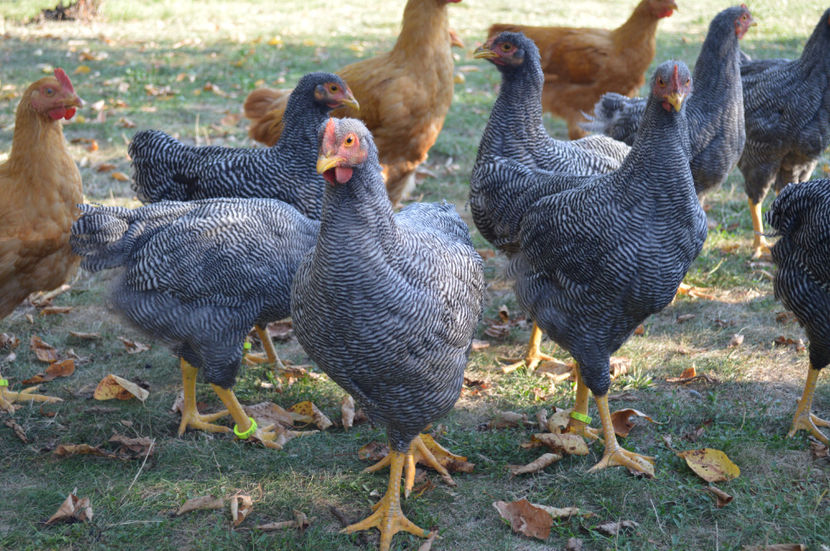  - PLYMOUTH ROCKS 2017