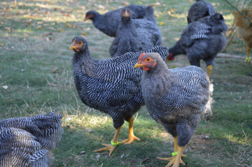  - PLYMOUTH ROCKS 2017