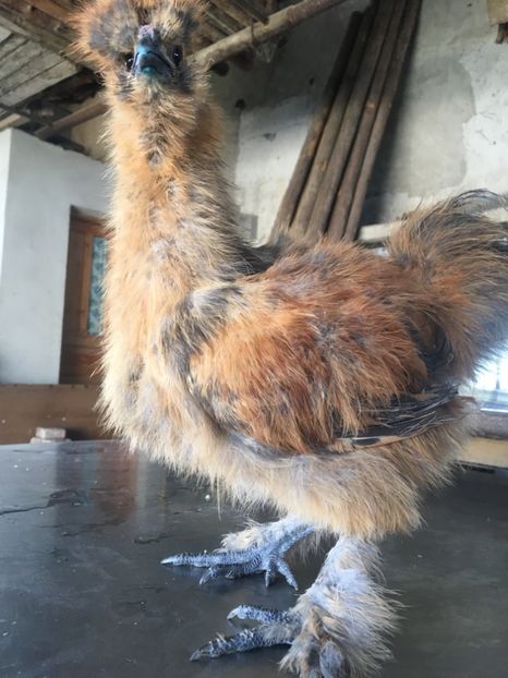  - Mătase Japoneză Albă Albastră Maro