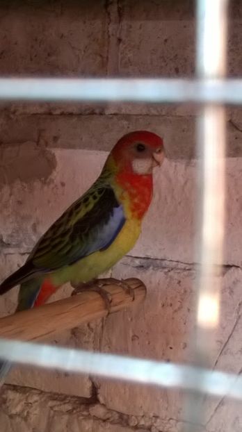  - De vanzare rosella