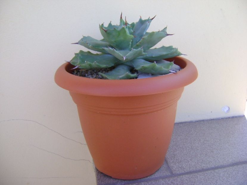 Agave isthmensis - Agave si Yucca 2017