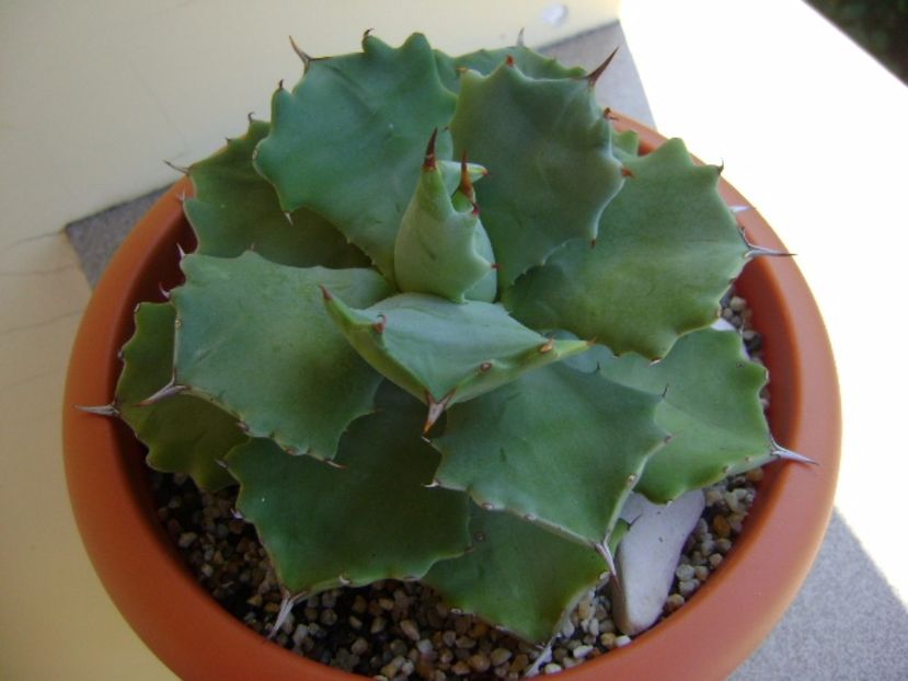 Agave isthmensis - Agave si Yucca 2017