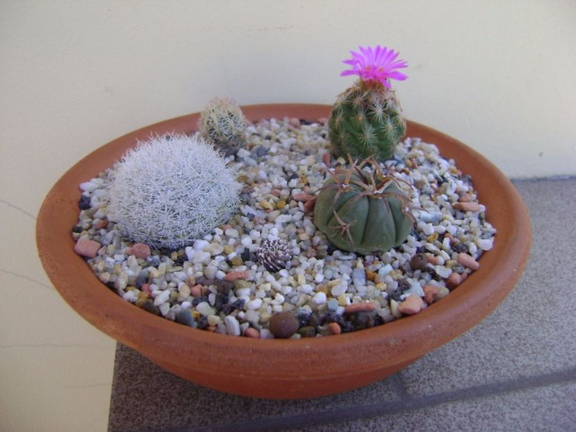 Escobaria hesteri - Cactusi 2017 final de an