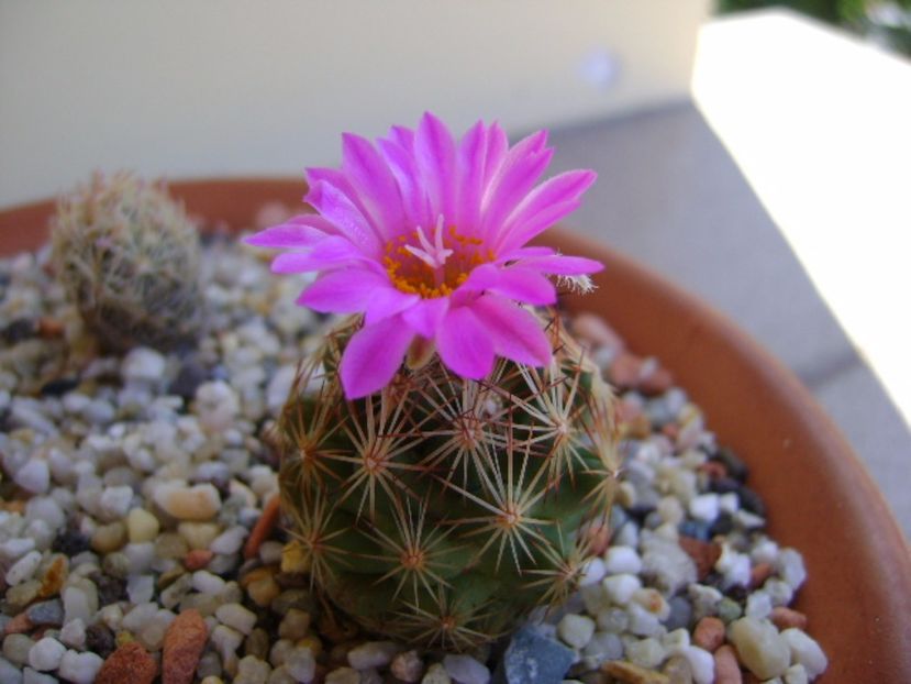 Escobaria hesteri - Cactusi 2017 final de an