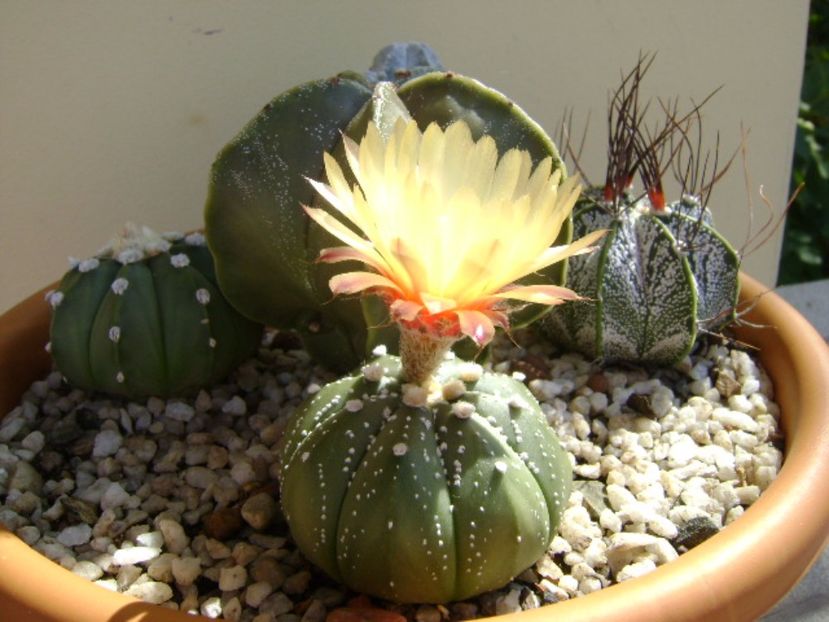 Astrophytum asterias hb. - Cactusi 2017 final de an