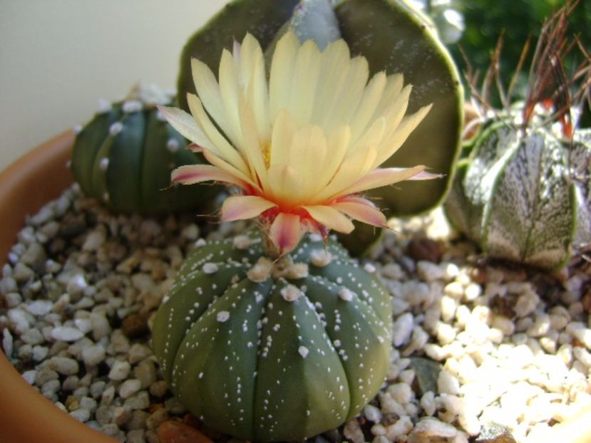 Astrophytum asterias hb. - Cactusi 2017 final de an