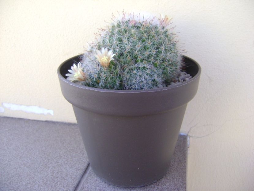 Mammillaria bocasana - Cactusi 2017 final de an
